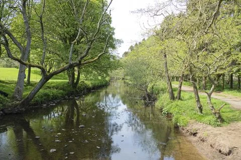 Calm stream meanders through green woodland Stock Photos
