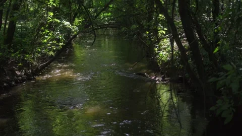 Calm stream of river flowing through thicket. Stock Footage 248854388