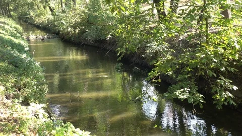 Calm stream of a small river Stock Footage 119105283