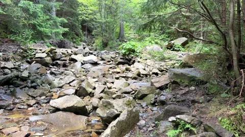Calm stream of spring water flows through the stones in the mountain forest Stock Footage 282402682