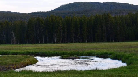Calm stream through a grassy field in a forest Stock Footage 128160352