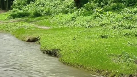 Calm Stream with Verdant Grass and Tropical Vegetation 스톡 동영상 333314919