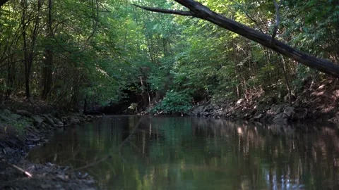 Calm stream in the woods (4K, no audio) Stock Footage