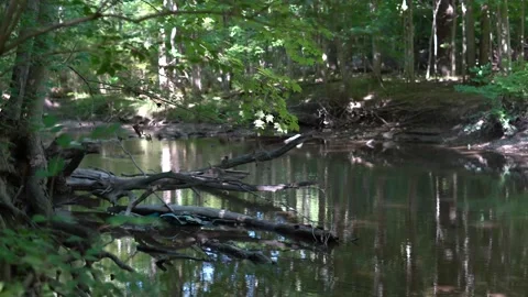 Calm stream in the woods Stock Footage 138787758