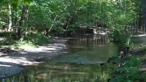 Calm stream in the woods Stock Footage 138787760