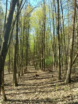 Calm summer forest Foto stock