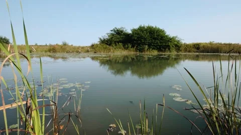 Calm Summer Pond Landscape Stock Footage 331945141