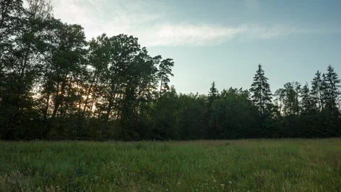 Calm sunset and meadow in forest. Stock Footage 313454215
