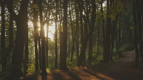 Calm sunset in the forest. Trail in sunset light Stock Footage 203949941