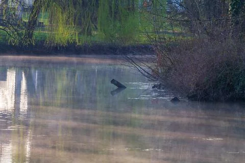 Calm surface of the pond. Above the surface are the branches of trees. Stock Photos