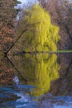 Calm surface of the pond. Above the surface are the branches of the willow .. Foto stock