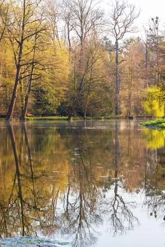 Calm surface of the pond. Above the surface are the branches of a tree. The.. Foto stock