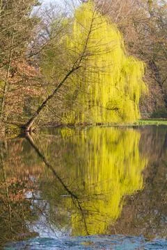 Calm surface of the pond. Above the surface are the branches of the willow .. Stock Photos