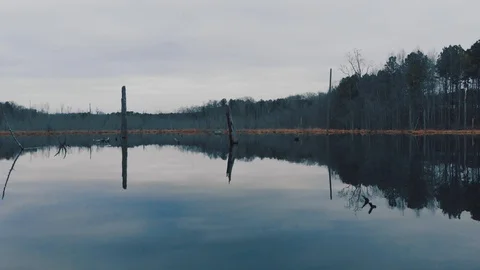 Calm Swamp 01 스톡 동영상 129702893