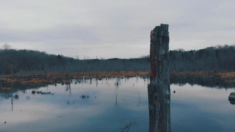 Calm Swamp 02 Stock Footage