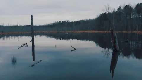 Calm Swamp 03 스톡 동영상 129703070