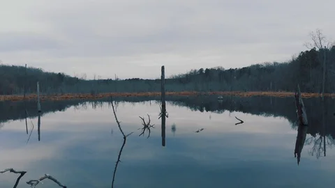 Calm Swamp 04 스톡 동영상 129703241