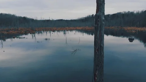 Calm Swamp 05 스톡 동영상 129703284