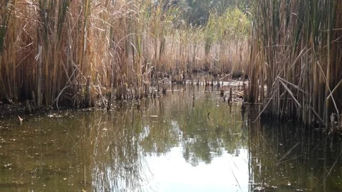 Calm swamp pond surrounded by dry reeds 库存影片 334979058