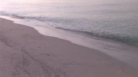 Calm swapping ocean on beach in early morning sunlight  Stock Footage 480568