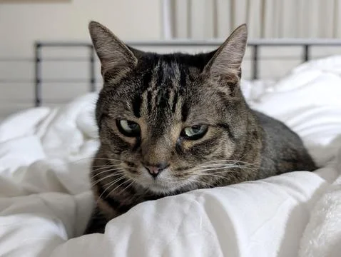 Calm Tabby Cat Resting on Soft White Bedding 스톡 사진