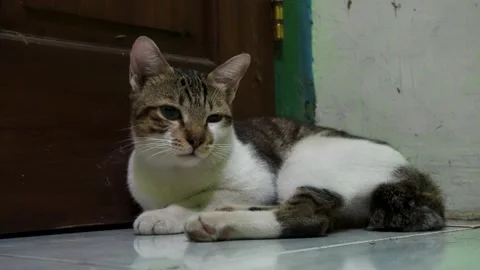 A Calm Tabby Cat Resting On A Tiled Floor By A Dark Wood Door In A Quiet In.. Stock Footage 340454678