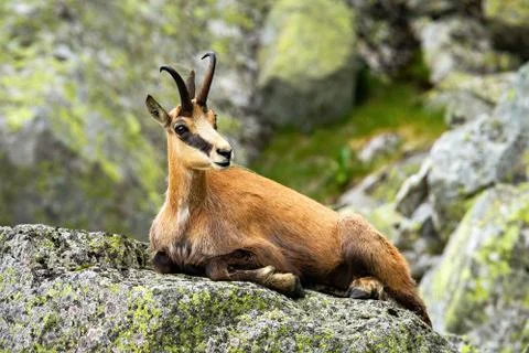 Calm tatra chamois lying down on a rock in summer mountains Stock Photos