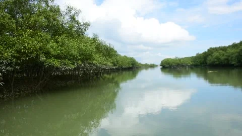 Calm Tidal Water Reflecting Dense Mangrove Forest Channel Stock Footage 318412372