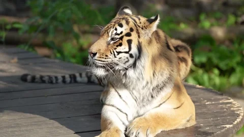 A calm tiger rests on a paved floor surrounded by bright green trees in a serene Stock Footage 293303162