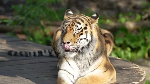 A calm tiger rests on a paved floor surrounded by bright green trees in a serene Stock Footage 293303170