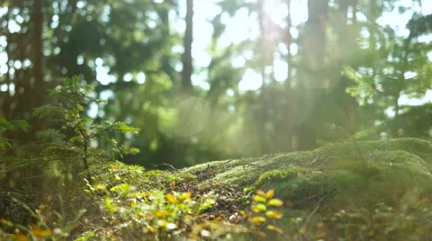 Calm Tranquil Forest Scene Stock Footage 56134199