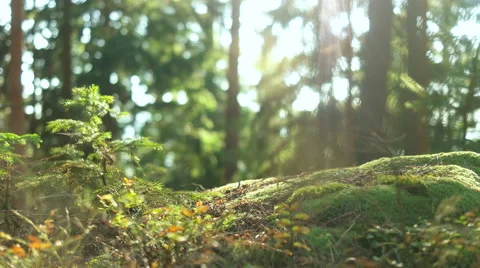 Calm Tranquil Forest Scene Stock Footage 56134622