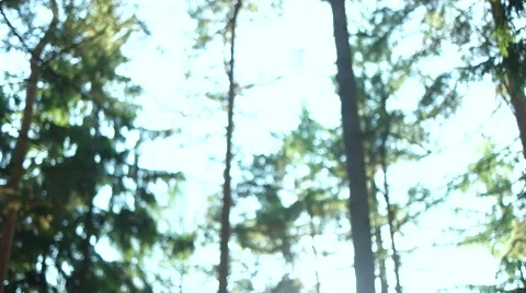 Calm Tranquil Forest Scene Stock Footage 56135318
