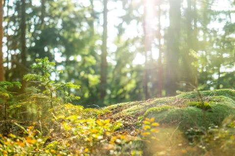 Calm Tranquil Forest Scene Stock Photos