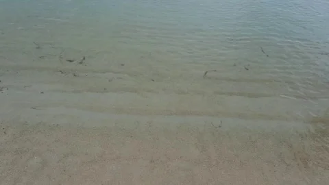 Calm transparent sea without waves Stock Footage 242036543