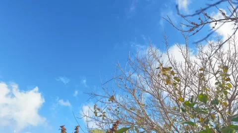 Calm tree branches swaying in the wind against a clear sky, natural background Stock Footage 325316744