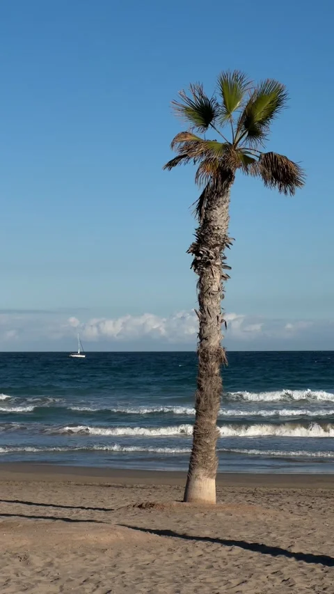 Calm tree on sandy beach with yacht on the horizon and waves under clear sky Stock Footage 297373548
