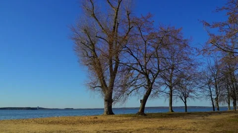 Calm trees and river by the beach on a sunny day in early spring Stock Footage 335224447