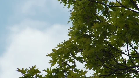 Calm Trees Daytime Clouds in Background Stock Footage 87039698