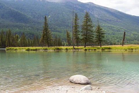 Calm turquoise mountain river with pine trees and mountain backdrop Stock Photos