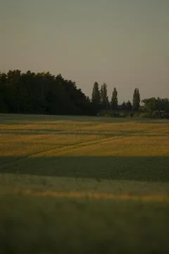 Calm twilight scene featuring distant trees and golden fields Stockfoto's