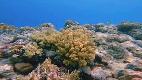Calm underwater scene with coral polyps in shallow blue waters Vidéo 337522661