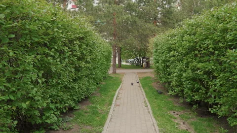 Calm urban trail through greenery. Serene streetside walkway leading to park Stock Footage 341659352