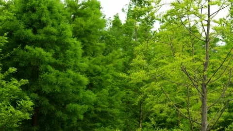 Calm view of the green forest trees 库存影片 336649714