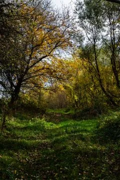 Calm view of a green path with trees Stock Photos