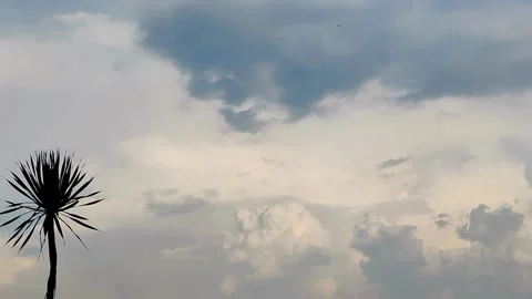 A calm view of a single tree silhouette against a cloudy sky. Stock Footage 320504894