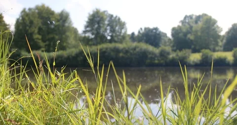 Calm view of trail pond, grass and insects Stock Footage 112583459
