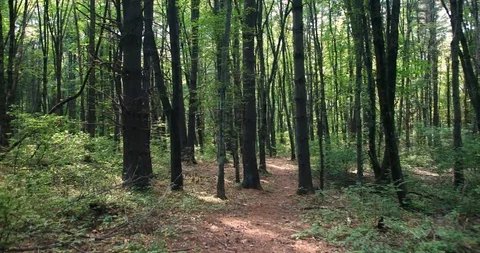 Calm walk through trees in forest trail Stock Footage 112583391