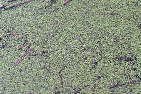 Calm water covered with tiny plants and subtle ripples lightly reflected. T.. Stock Photos