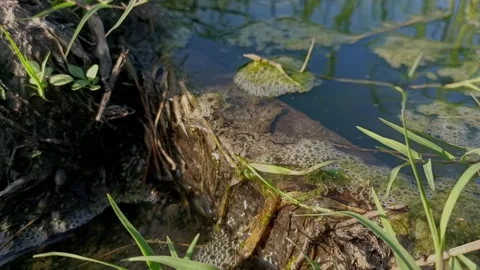 Calm water flow Video stock 308391882